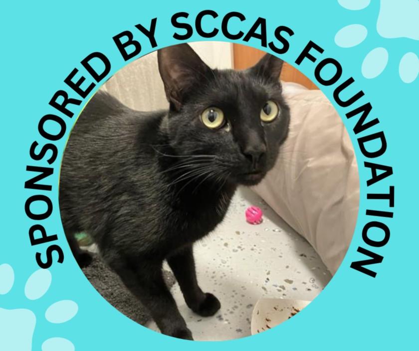 PEPPER, Adoptable, Adult Male Domestic Short Hair.