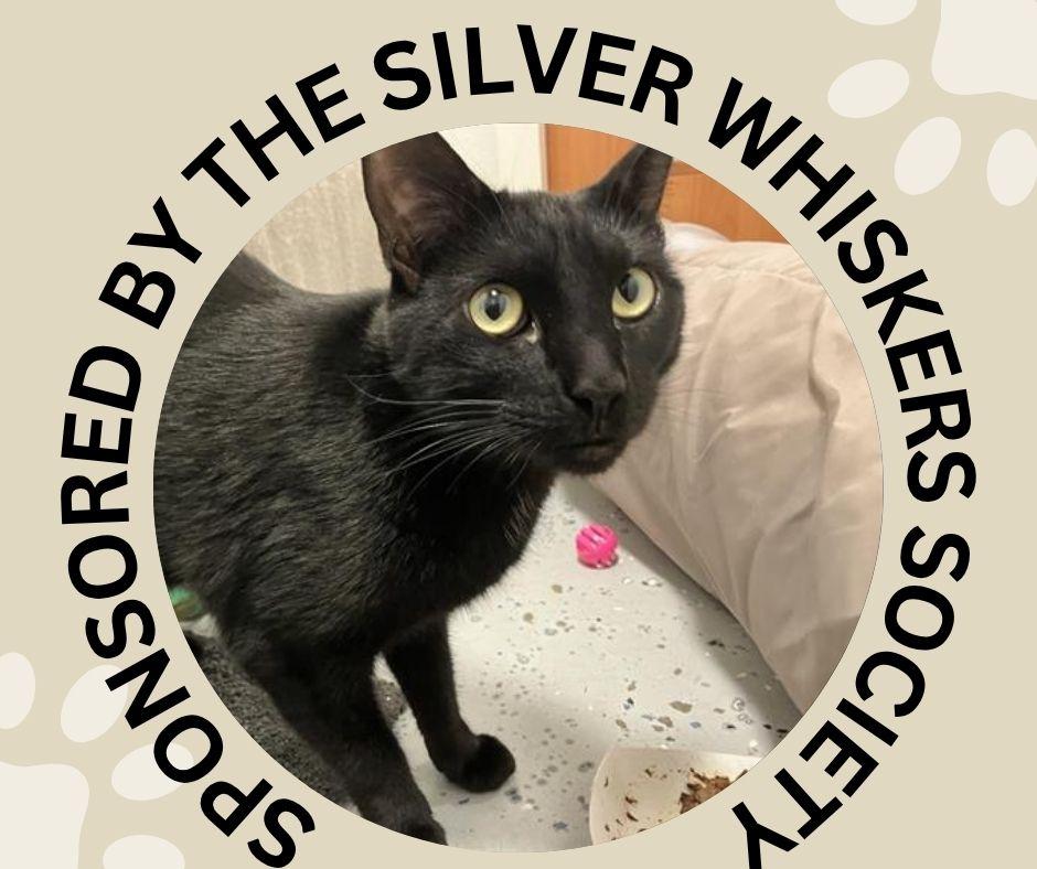 Enlarge PEPPER, a Adoptable Domestic Short Hair in Santa Cruz, CA image 1/1