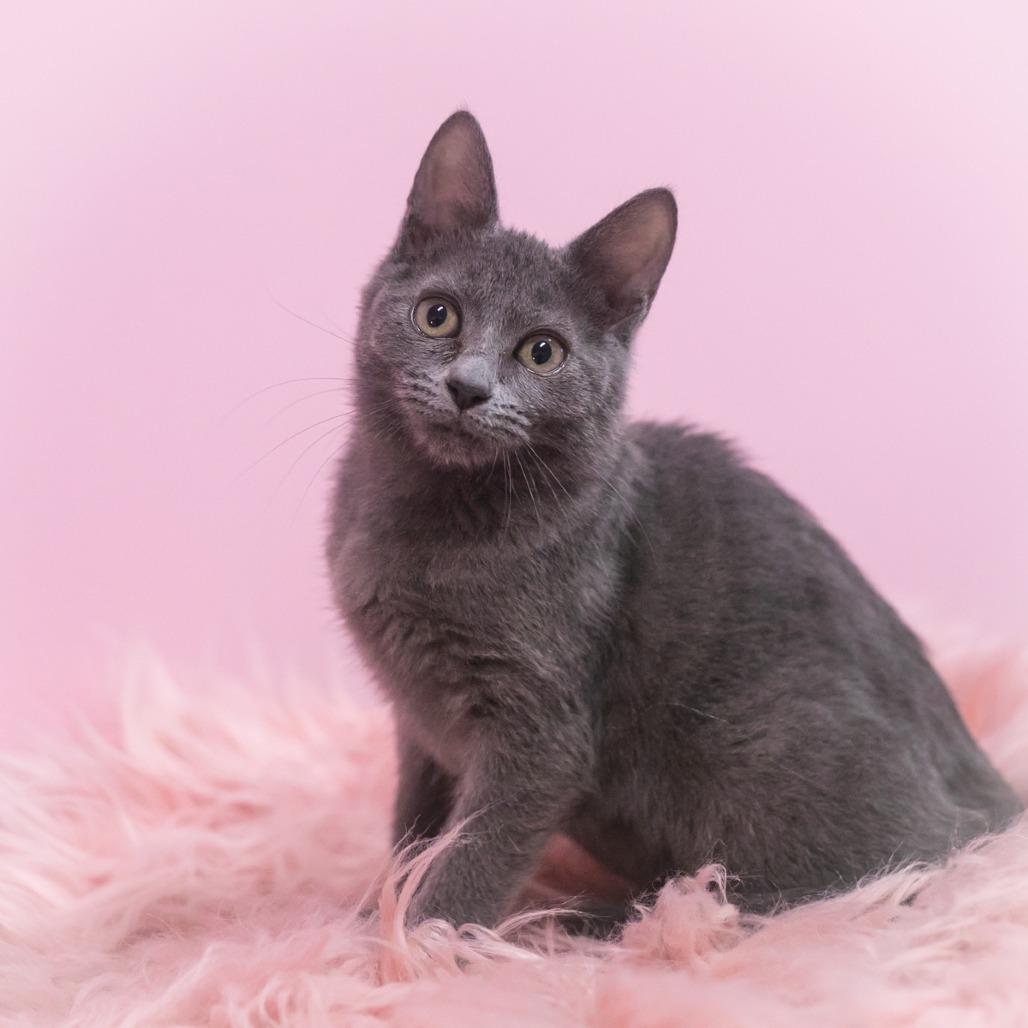 Charisse, Adoptable, Kitten Female Russian Blue & Domestic Short Hair.