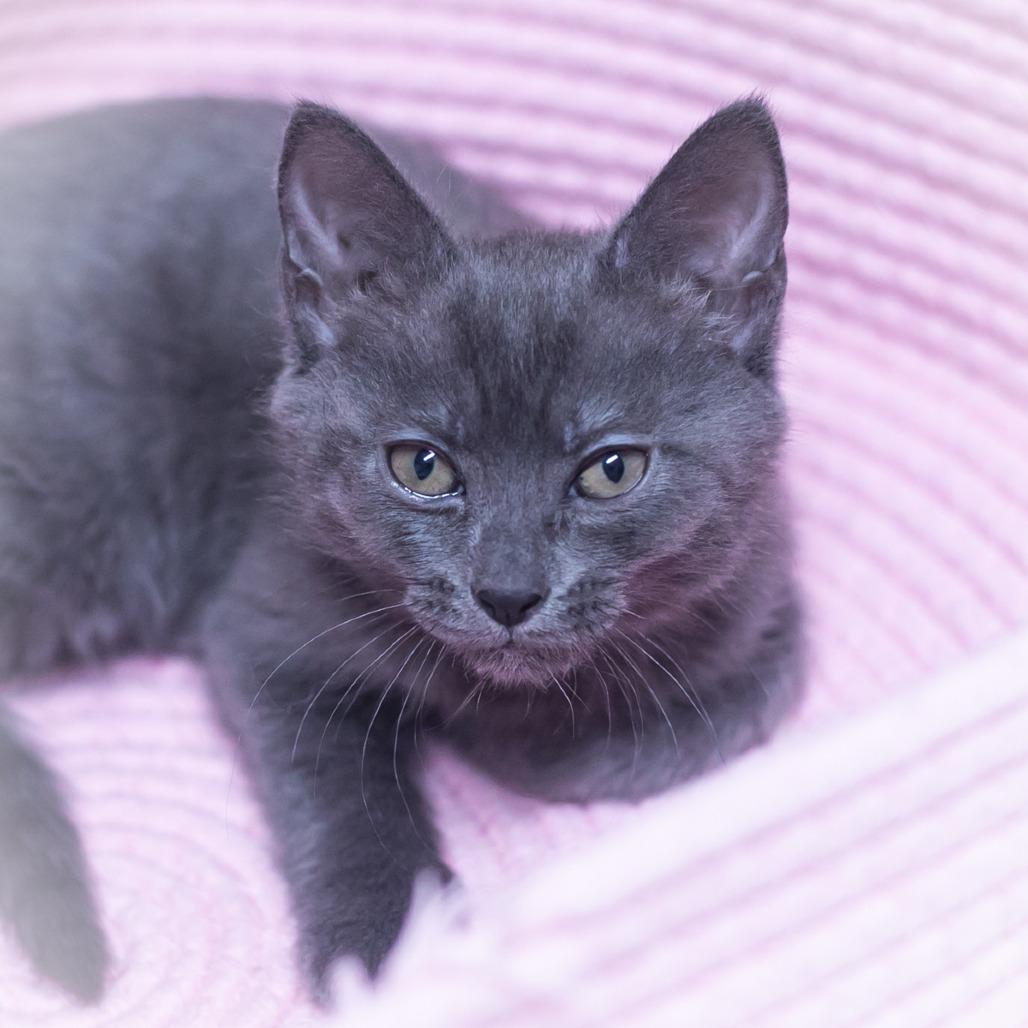Charisse, a Adoptable mixed breed in Ponte Vedra, FL image 2/4