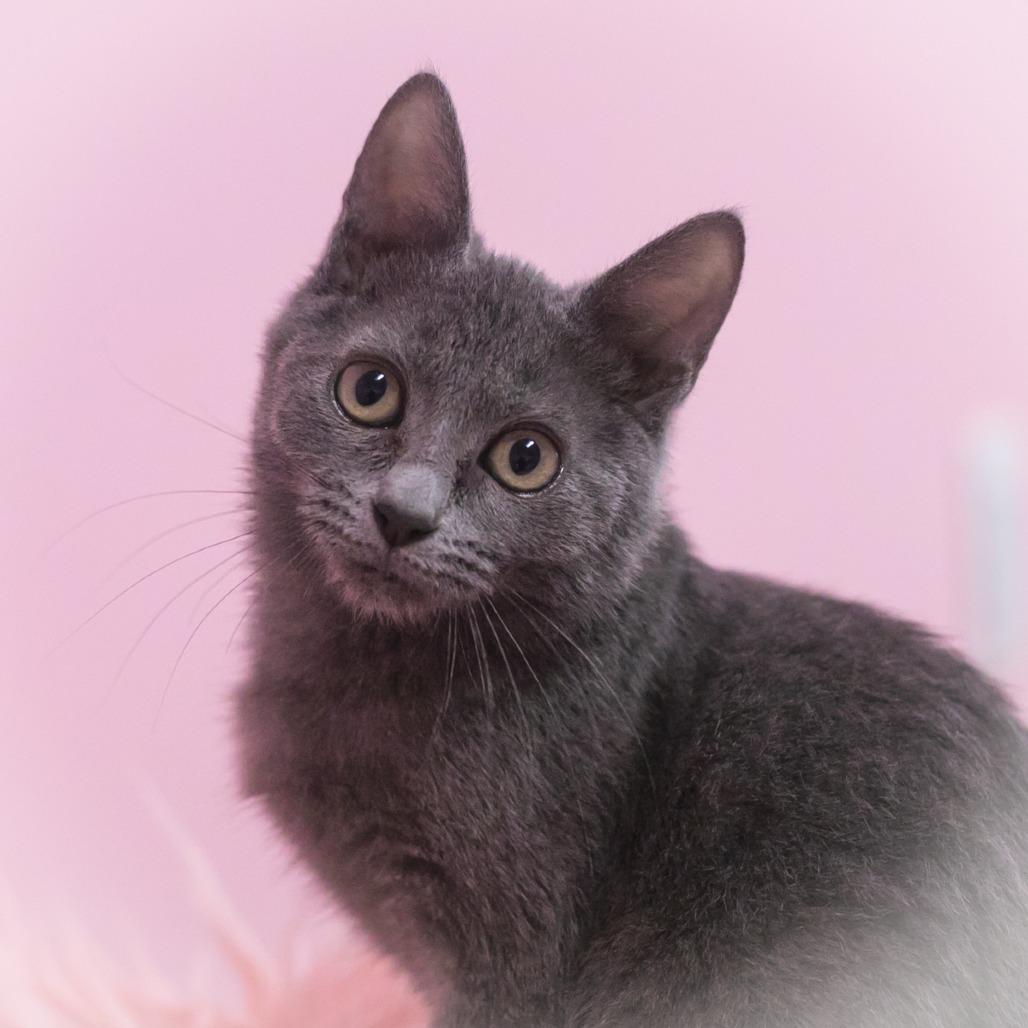 Charisse, a Adoptable mixed breed in Ponte Vedra, FL image 3/4