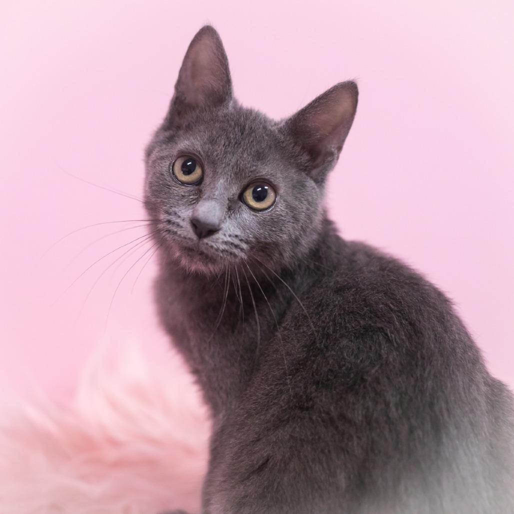 Charisse, a Adoptable mixed breed in Ponte Vedra, FL image 4/4
