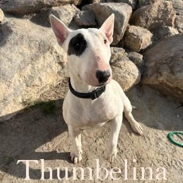 Enlarge Thumbelina, an adopted Bull Terrier in Palm Desert, CA image 1/1
