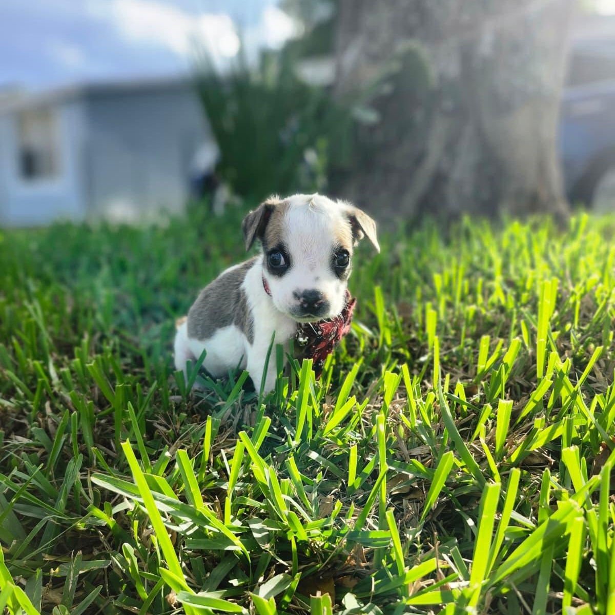 Buckaroo, an adopted Mixed Breed in Kissimmee, FL image 2/5