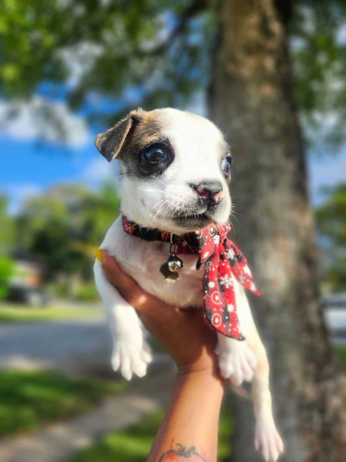 Buckaroo, an adopted Mixed Breed in Kissimmee, FL image 4/5