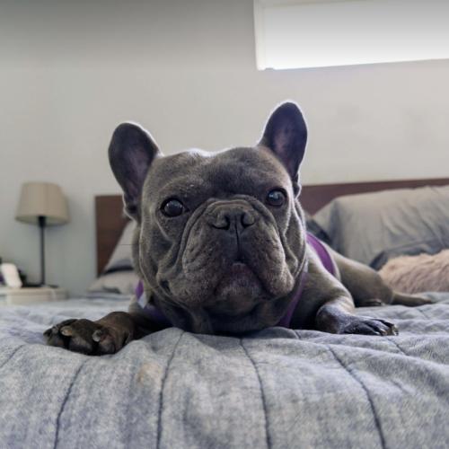 Colette, Adoptable, Young Female French Bulldog.