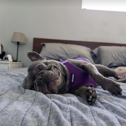 Enlarge Colette, a Adoptable French Bulldog in Austin, TX image 2/6