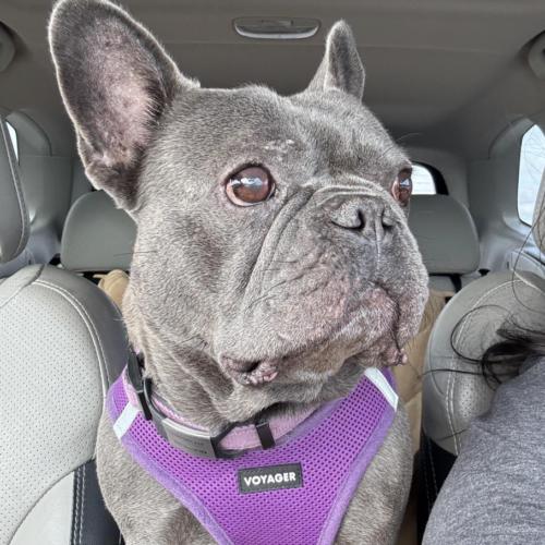 Enlarge Colette, a Adoptable French Bulldog in Austin, TX image 3/6