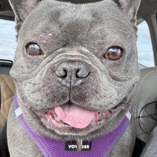 Enlarge Colette, a Adoptable French Bulldog in Austin, TX image 4/6