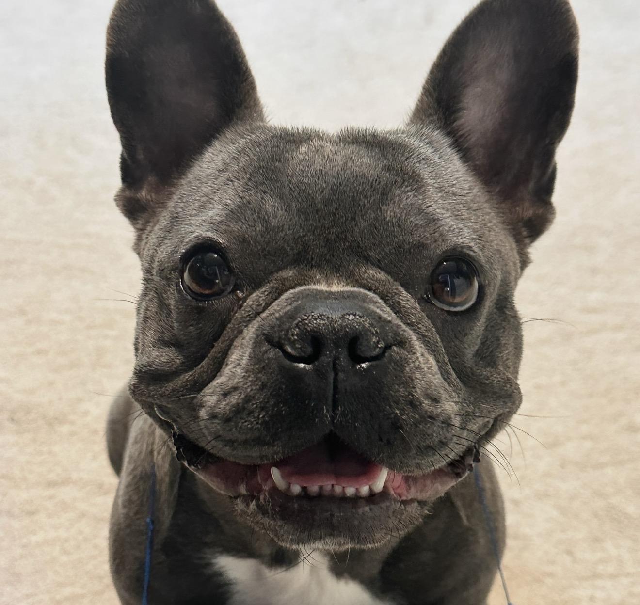 Enlarge Colette, a Adoptable French Bulldog in Austin, TX image 5/6