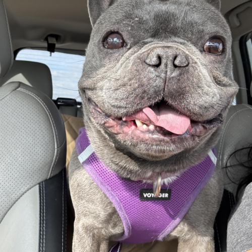 Enlarge Colette, a Adoptable French Bulldog in Austin, TX image 6/6