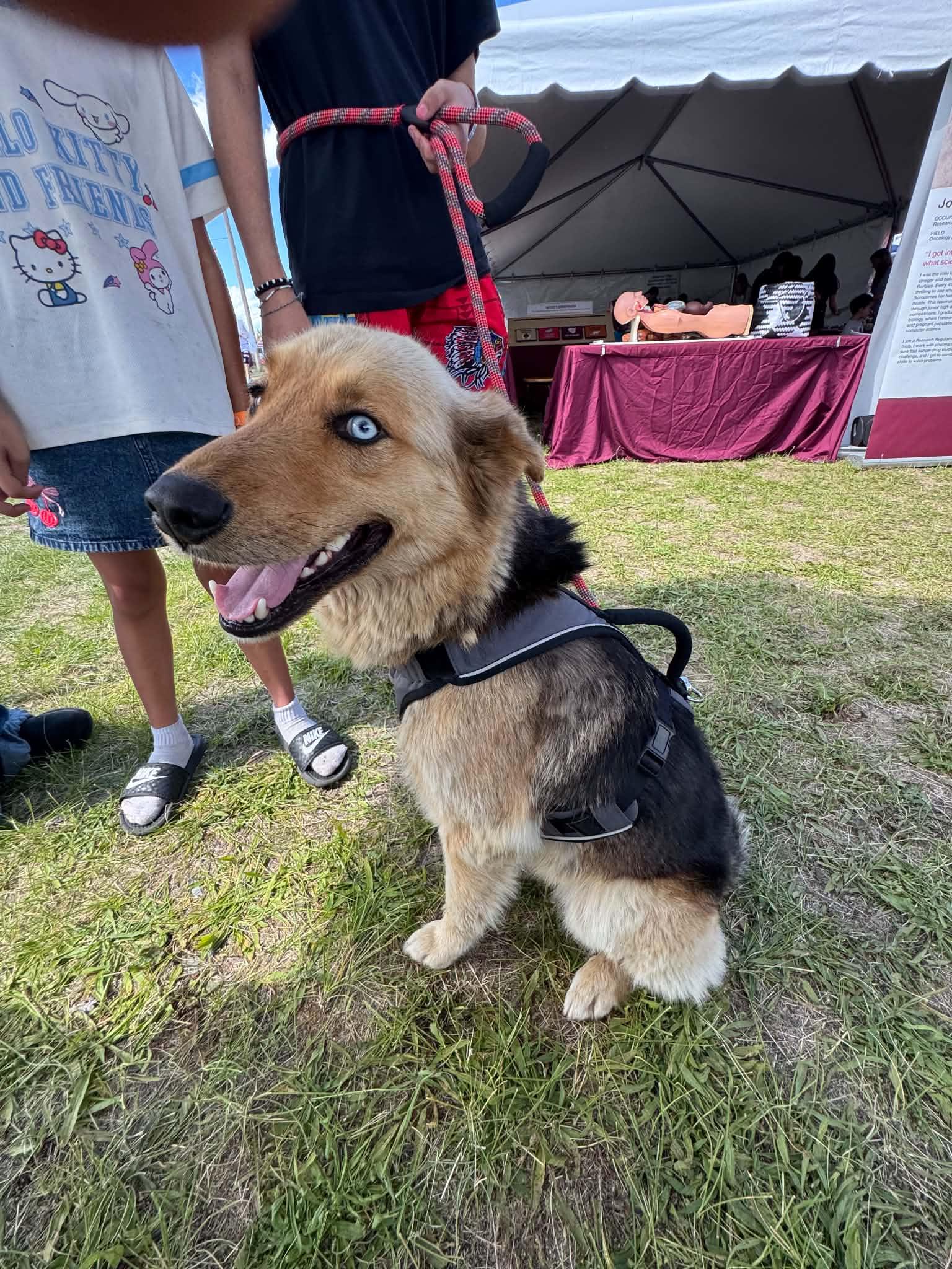 Enlarge Charm, a Adoptable mixed breed in Arlee, MT image 2/3