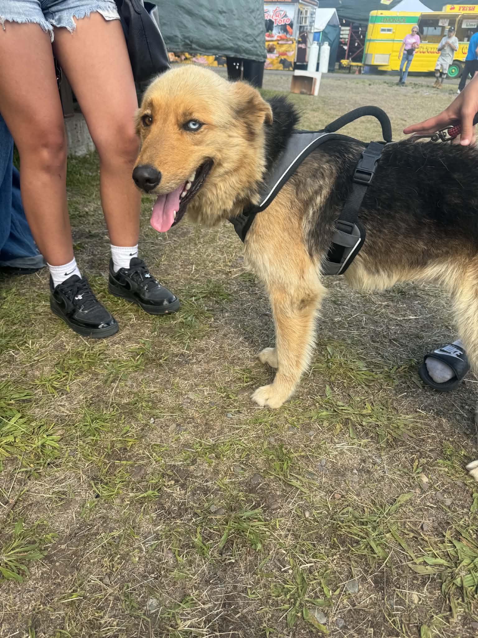 Enlarge Charm, a Adoptable mixed breed in Arlee, MT image 3/3