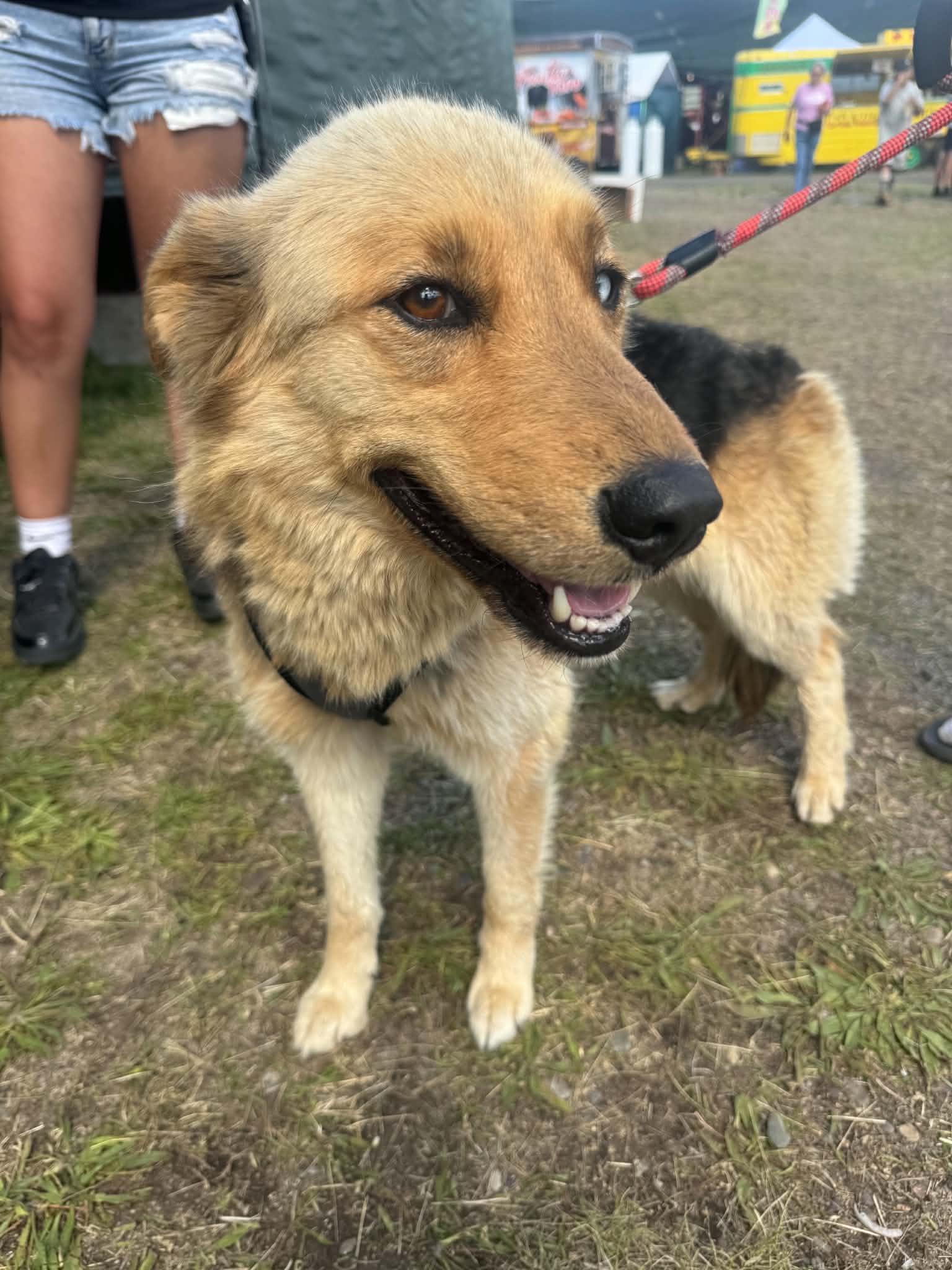 Charm, Adoptable, Young Female German Shepherd Dog & Husky.