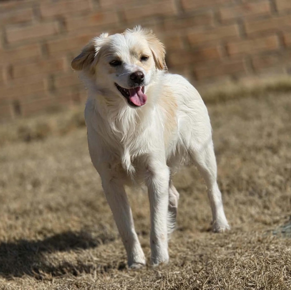 Charlie , ADOPTABLE, Young Male Spaniel & Cavalier King Charles Spaniel.
