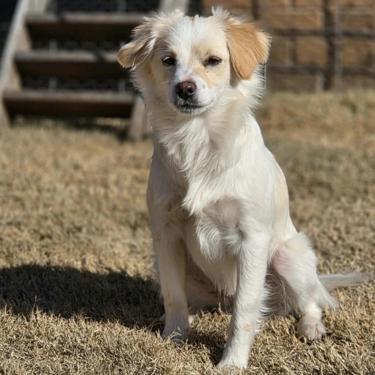 Charlie , a ADOPTABLE mixed breed in Pelham, NH image 3/6
