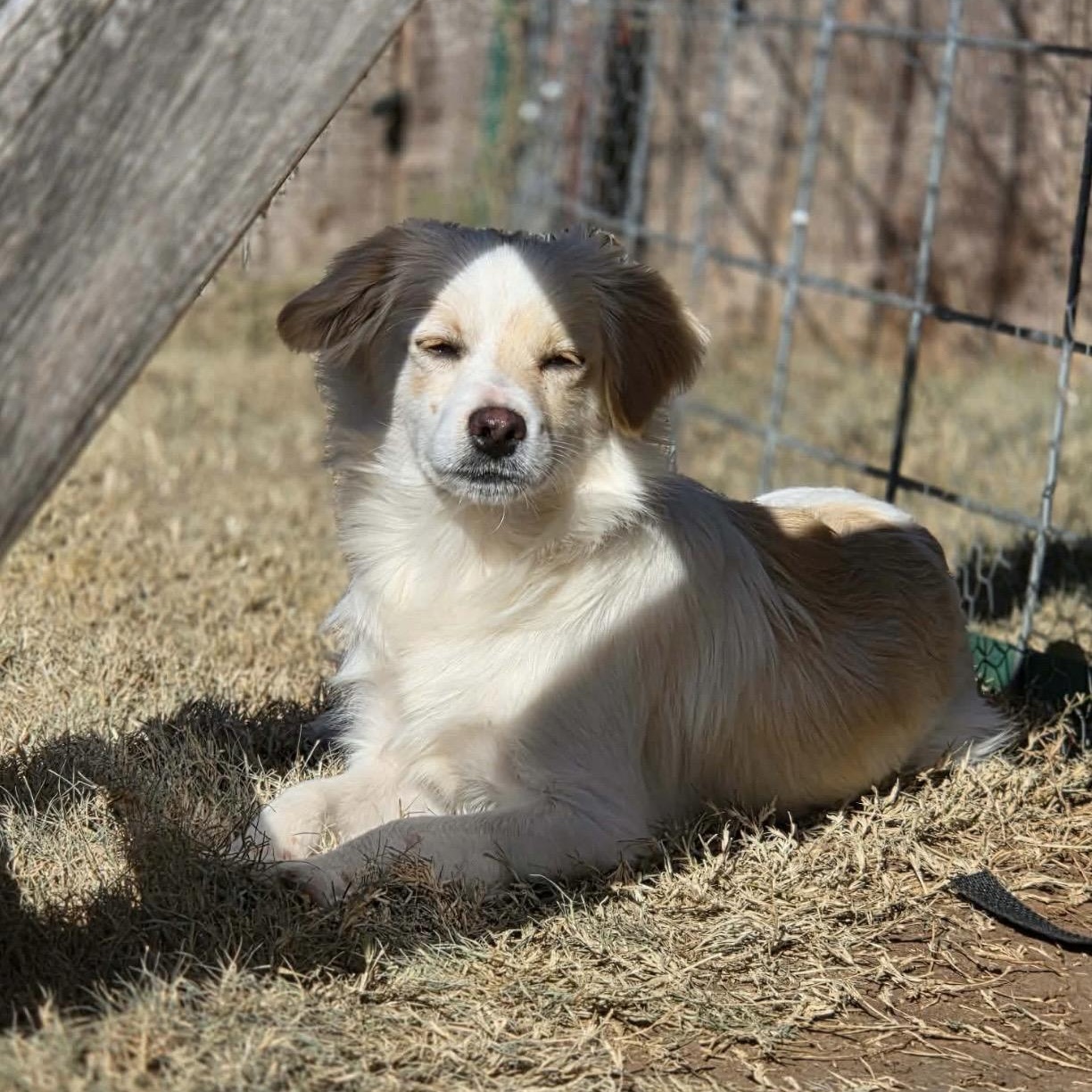 Charlie , a ADOPTABLE mixed breed in Pelham, NH image 4/6