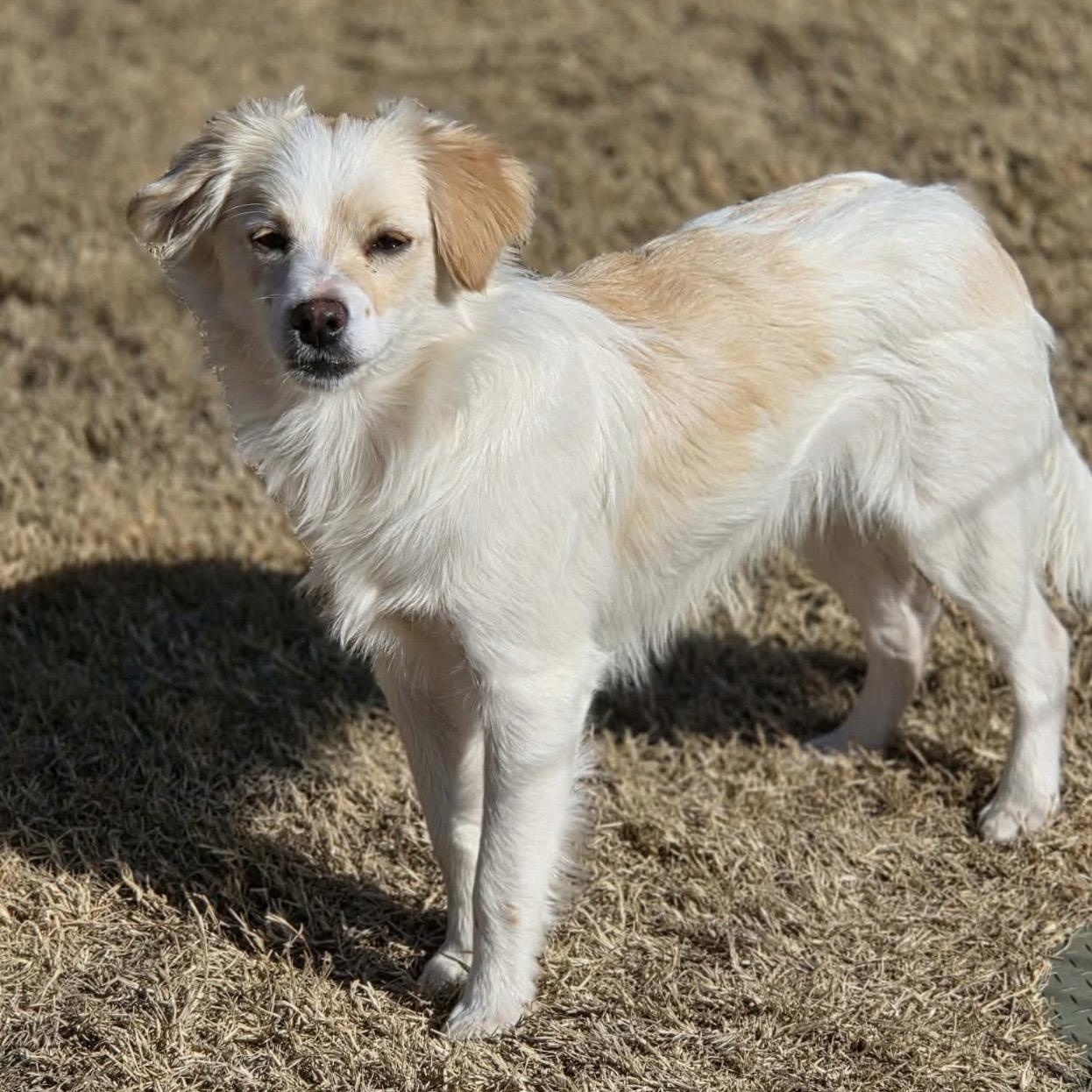Charlie , a ADOPTABLE mixed breed in Pelham, NH image 6/6