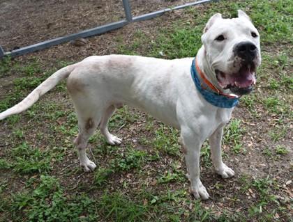 Henry, adopted, Adult Male Dogo Argentino & Great Dane.