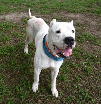 Henry, an adopted mixed breed in Inverness, FL image 2/3