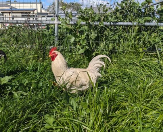 LUCK*, Adoptable, Adult Male Chicken.