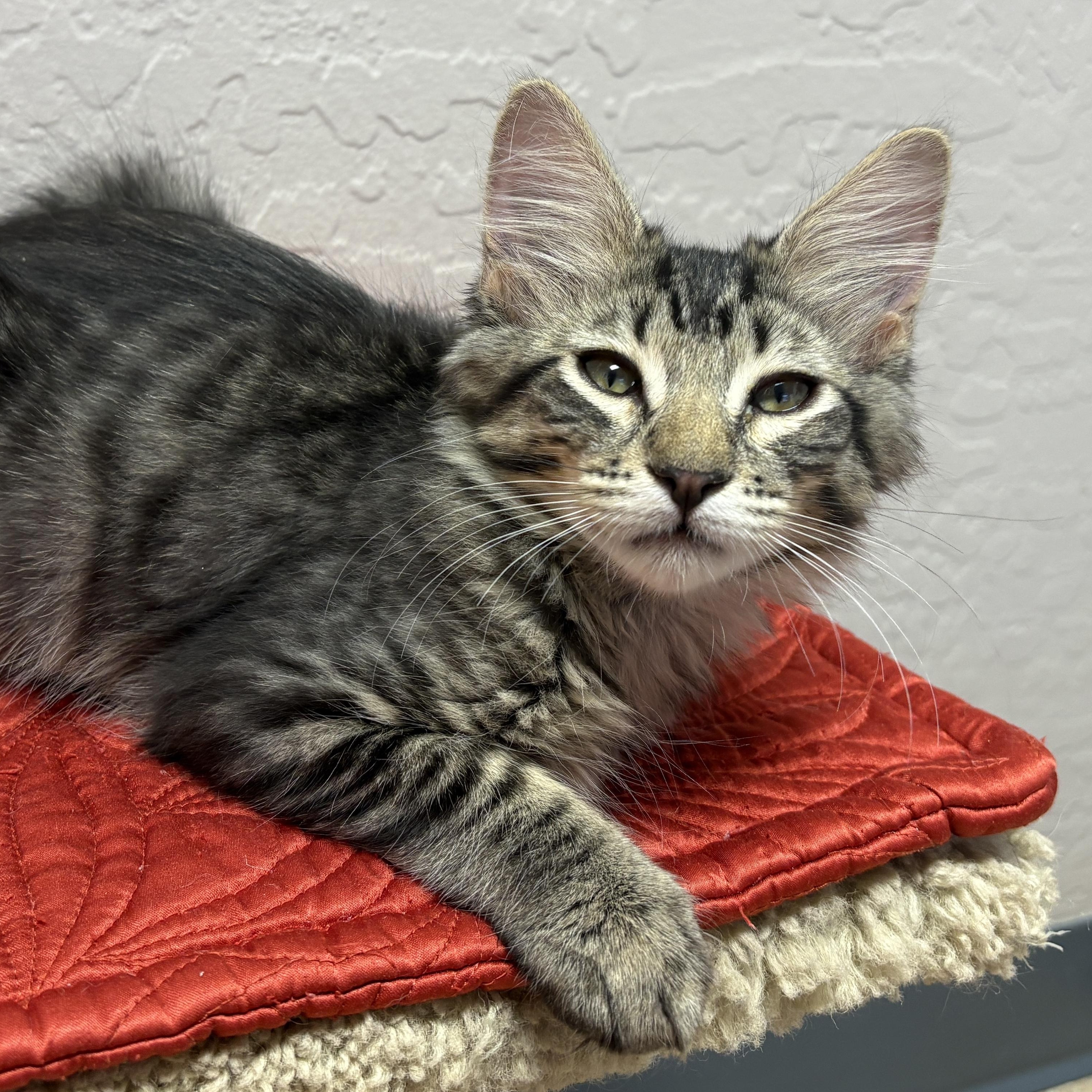 Lil Spoon, adopted, Kitten Male Domestic Medium Hair.