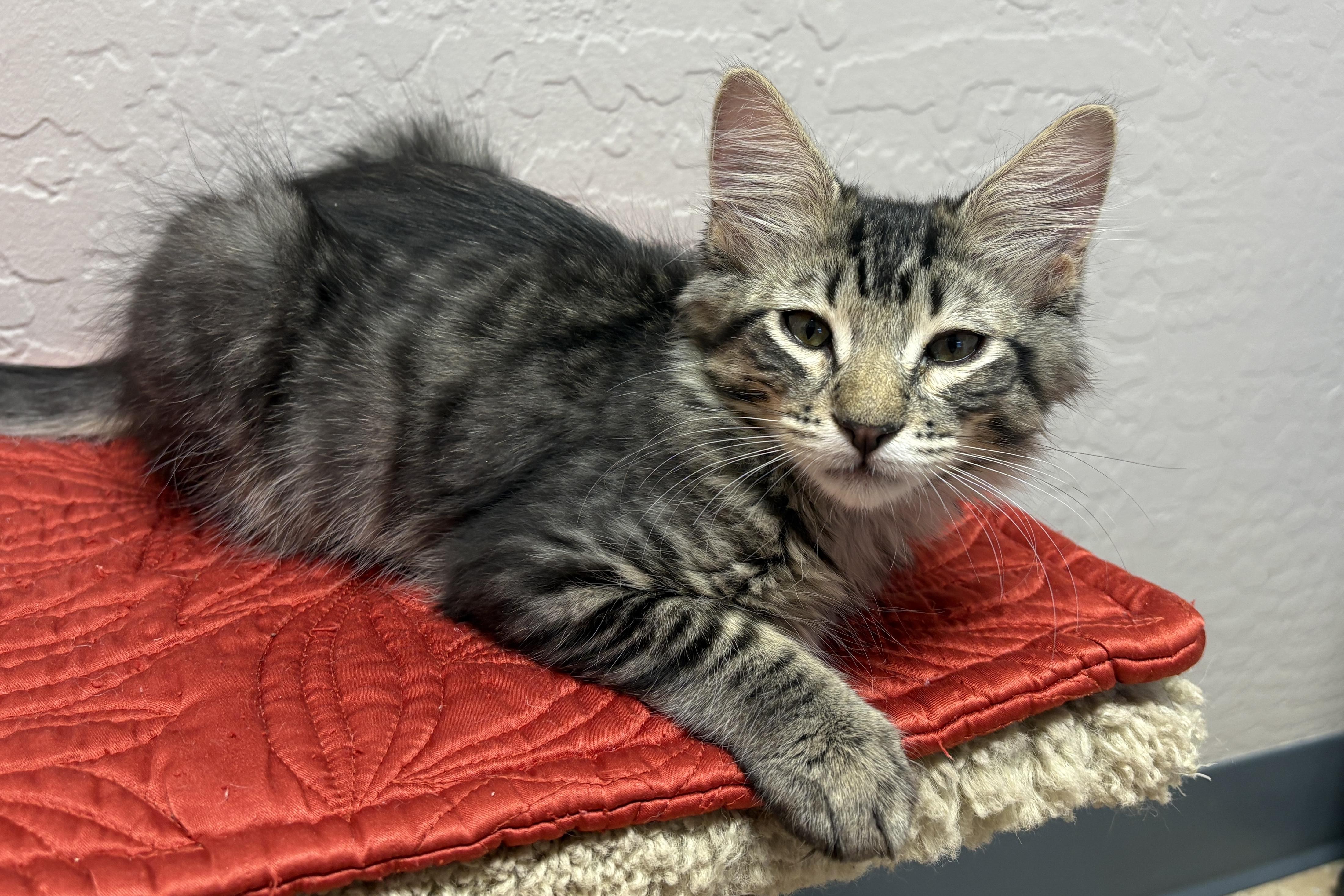 Lil Spoon, an adopted Domestic Medium Hair in Fountain Hills, AZ image 2/2