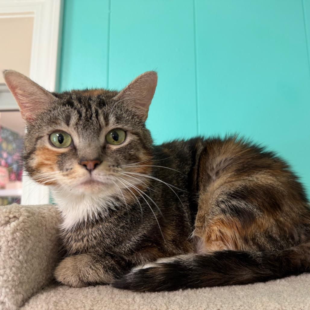Fiona, a Adoptable mixed breed in Granville, OH image 1/4