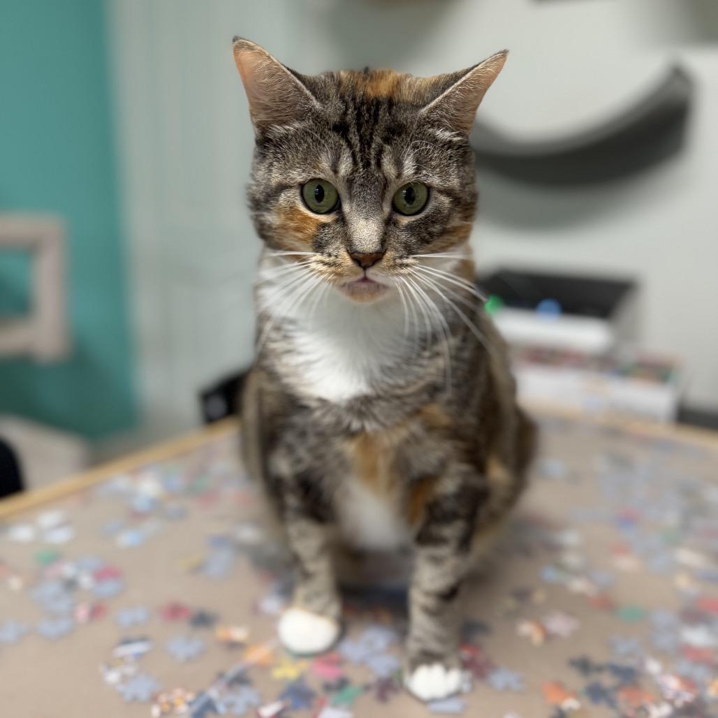 Enlarge Fiona, a Adoptable mixed breed in Granville, OH image 2/5