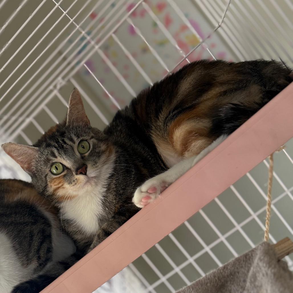 Fiona, a Adoptable mixed breed in Granville, OH image 2/4