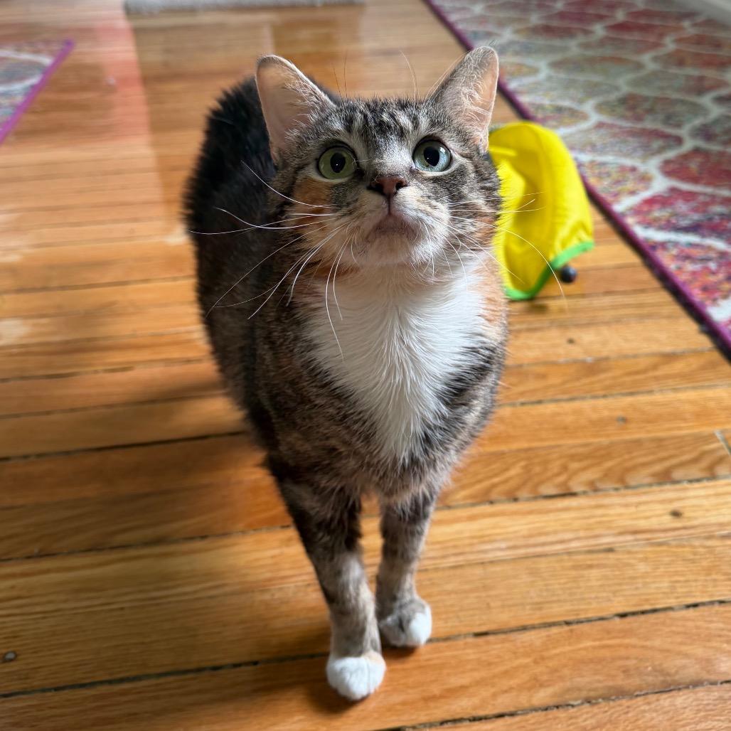 Fiona, a Adoptable mixed breed in Granville, OH image 3/4