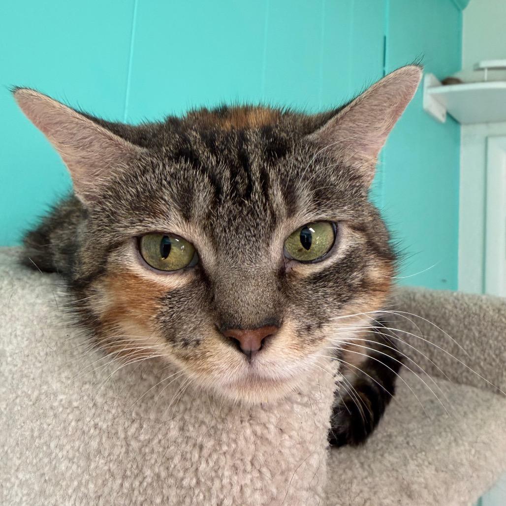 Fiona, a Adoptable mixed breed in Granville, OH image 4/4