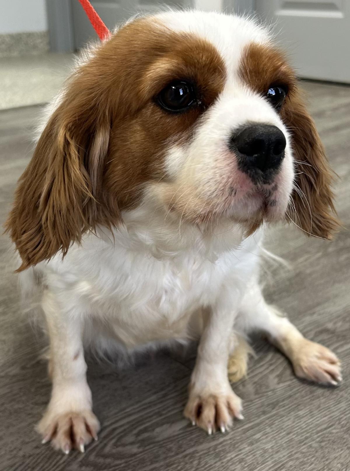 Natasha, Adoptable, Adult Female Cavalier King Charles Spaniel.