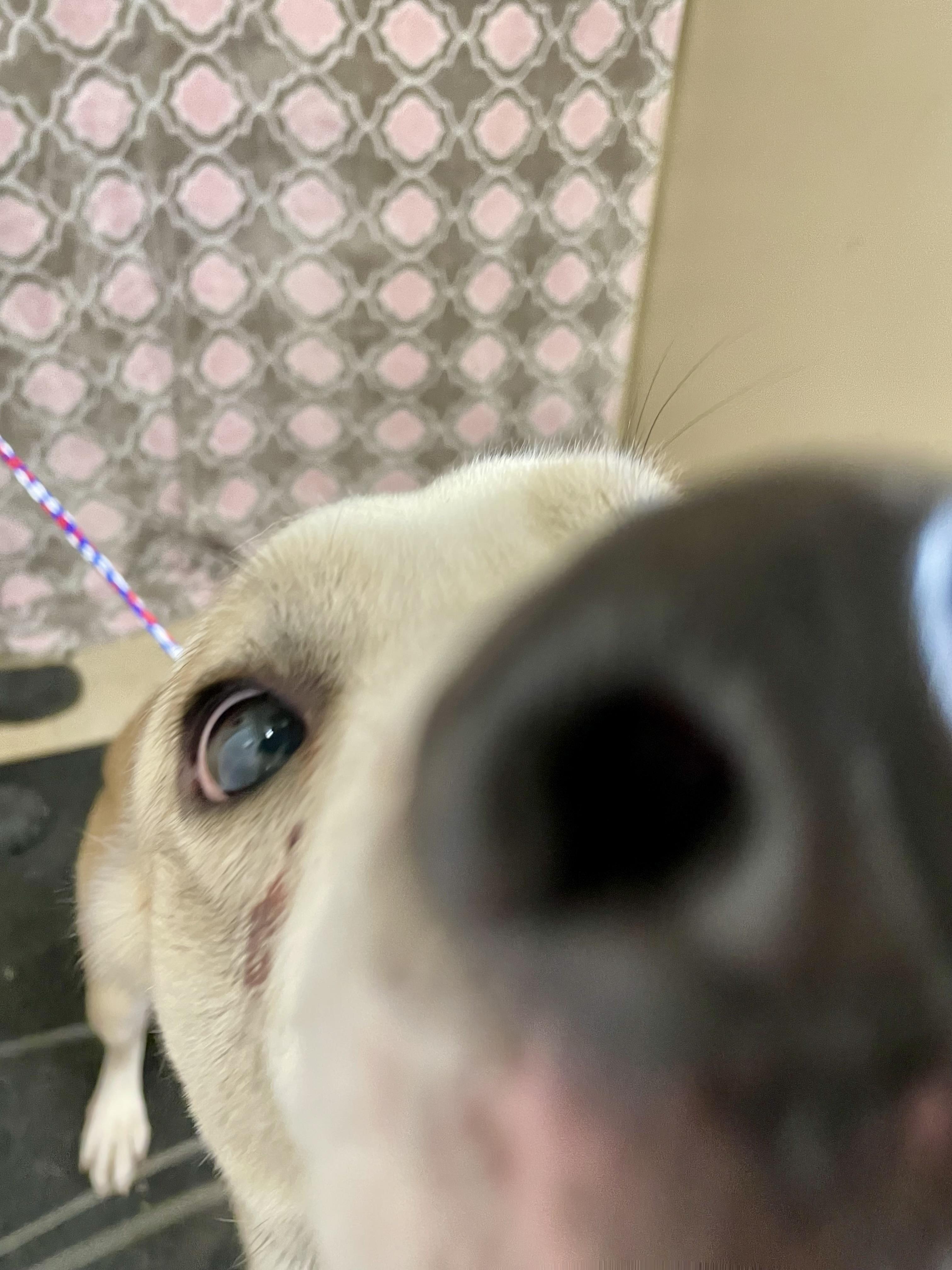 Enlarge Henry, a ADOPTABLE Mixed Breed in Washington Court House, OH image 2/4