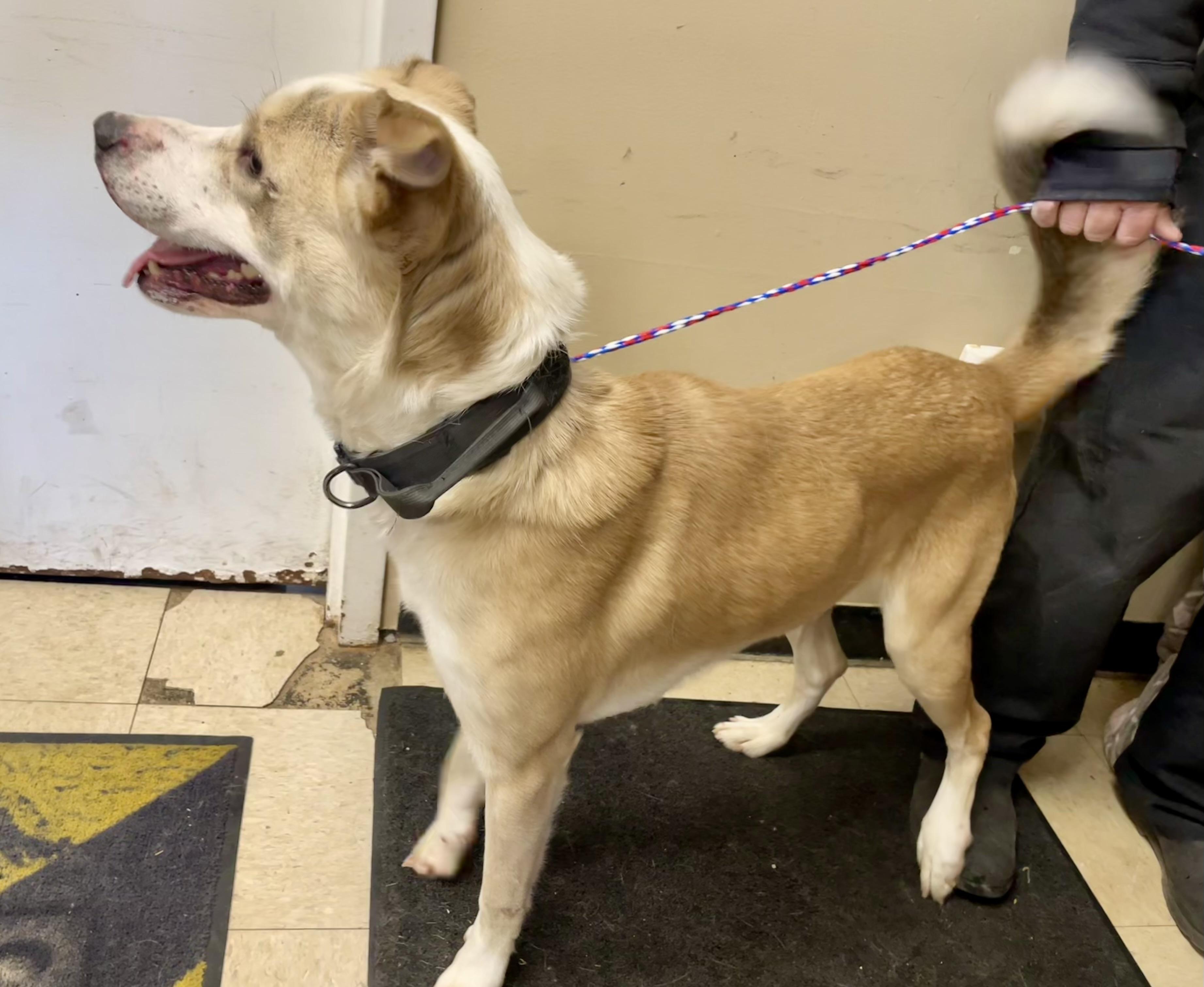 Enlarge Henry, a ADOPTABLE Mixed Breed in Washington Court House, OH image 4/4