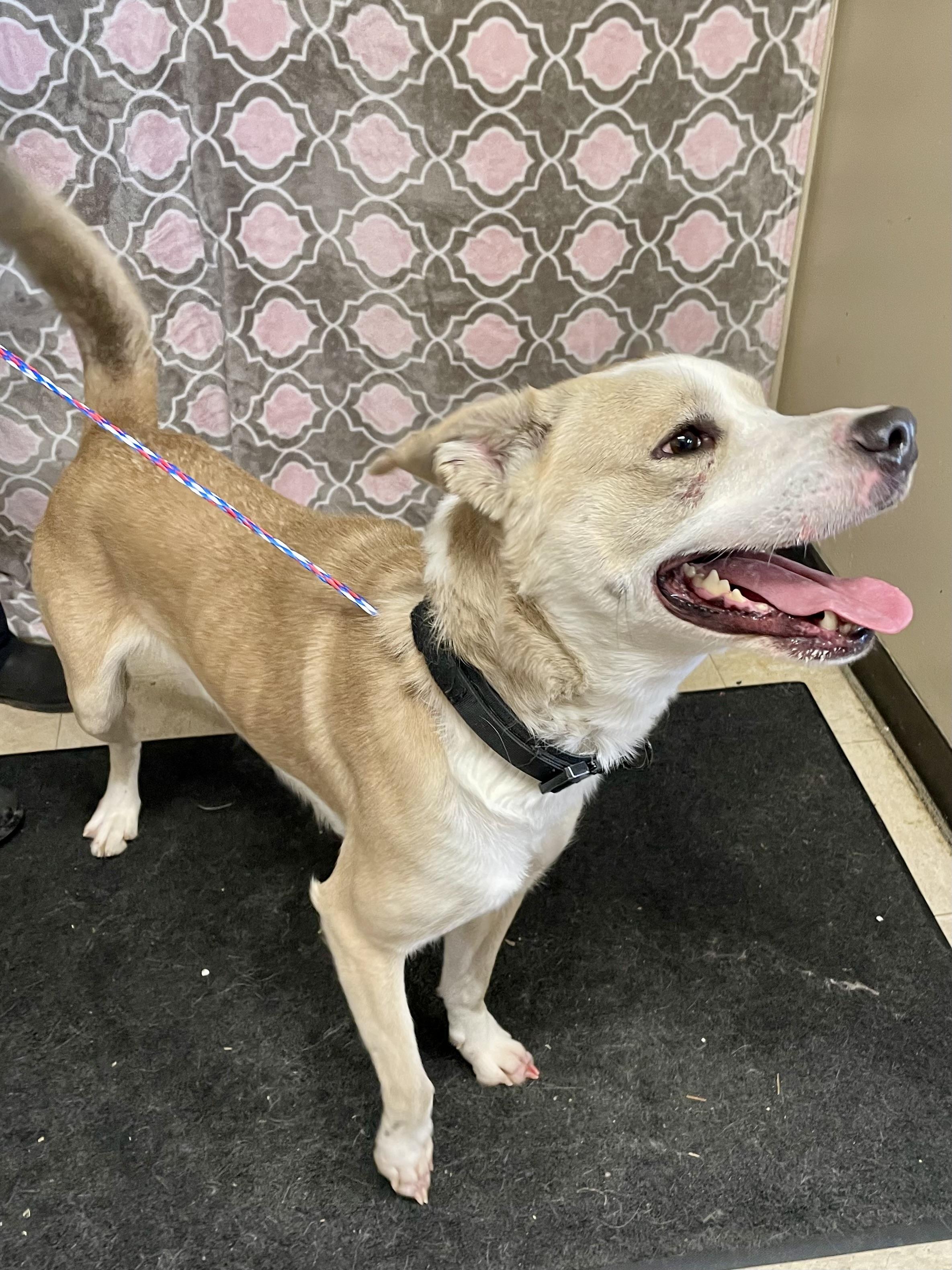 Enlarge Henry, a ADOPTABLE Mixed Breed in Washington Court House, OH image 3/4