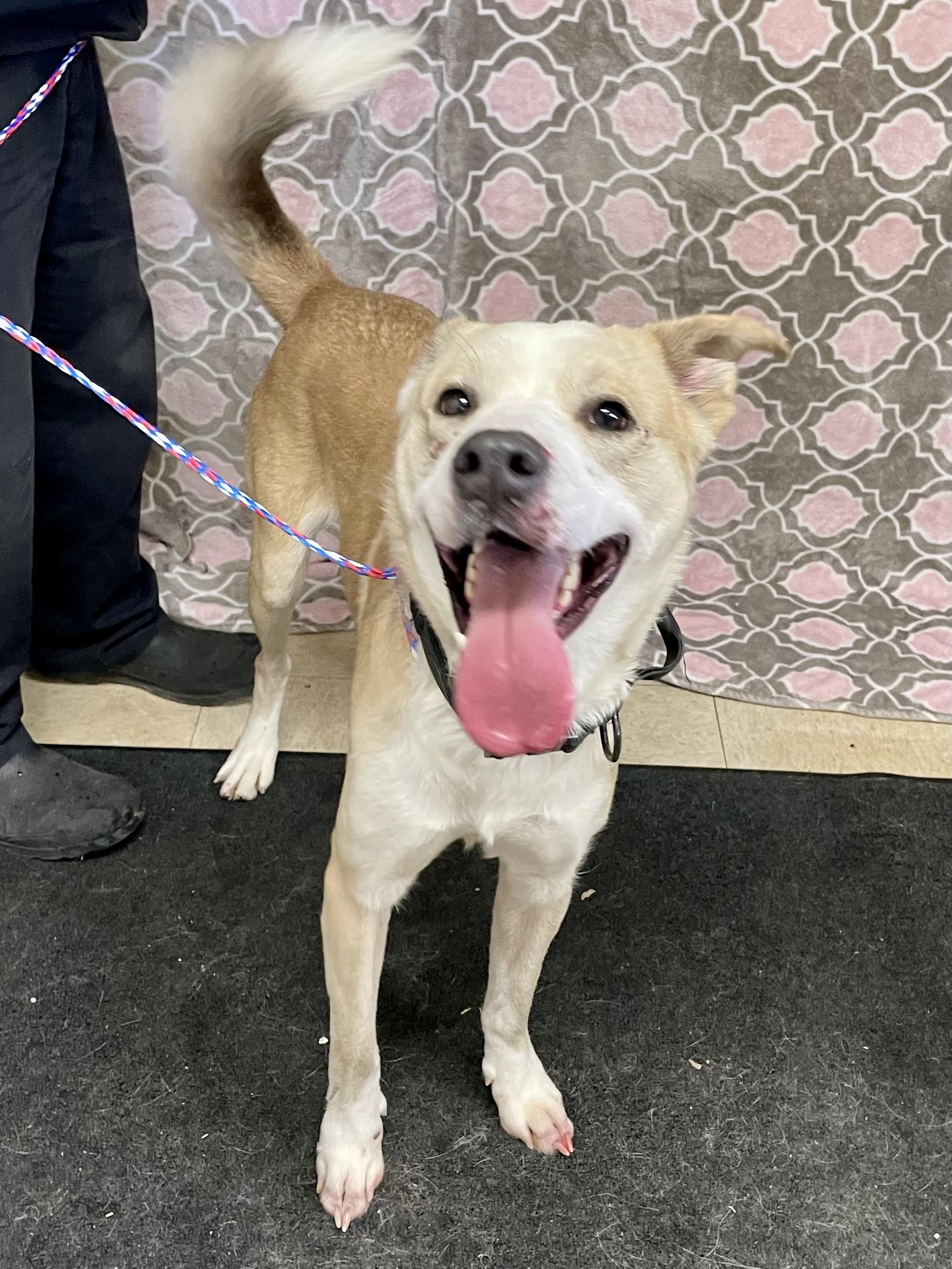 Enlarge Henry, a ADOPTABLE Mixed Breed in Washington Court House, OH image 1/4