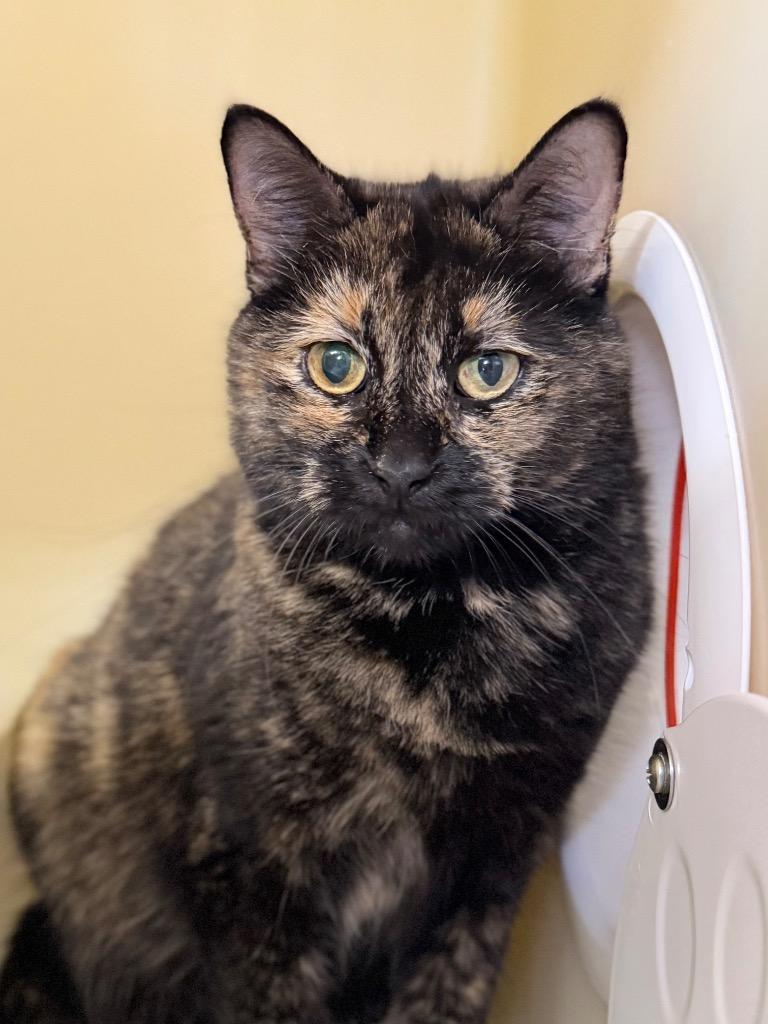 Enlarge Rasha, a Adoptable mixed breed in Menomonie, WI image 1/1