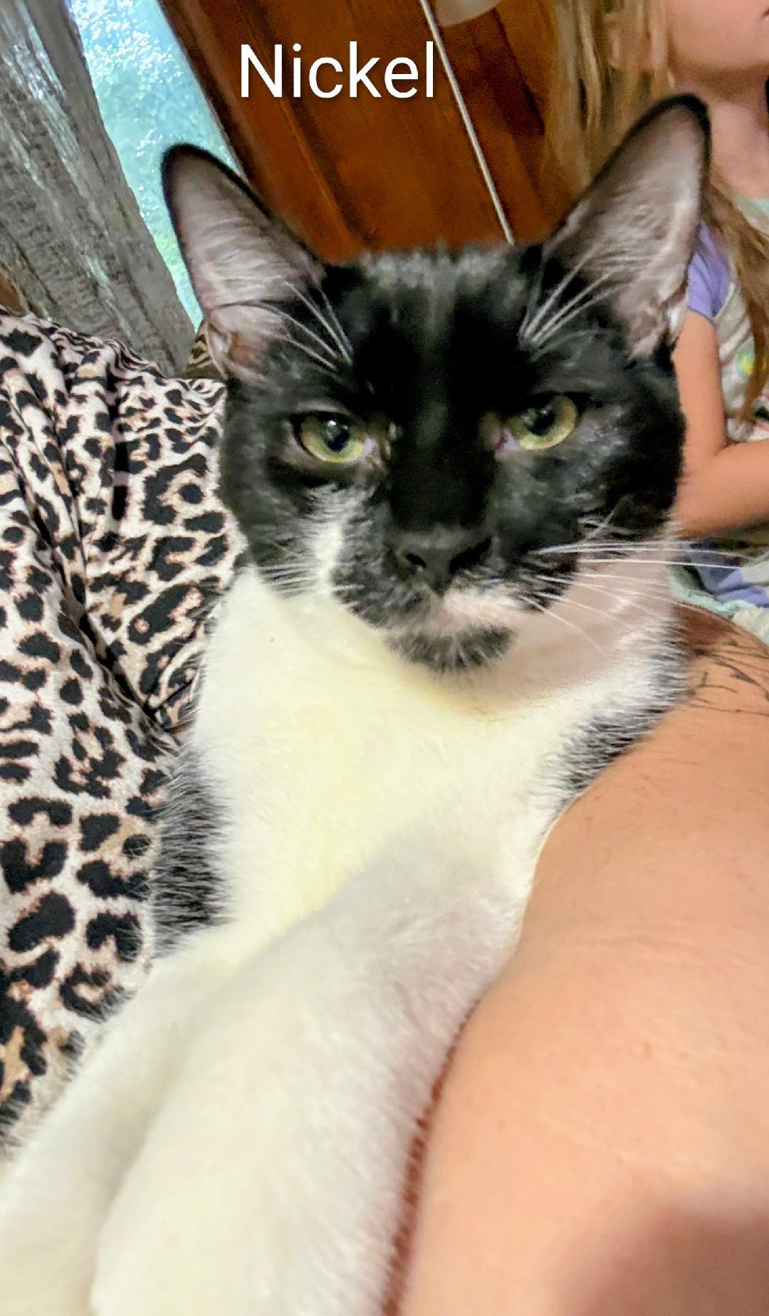 Nickel, Adoptable, Young Male Domestic Short Hair.