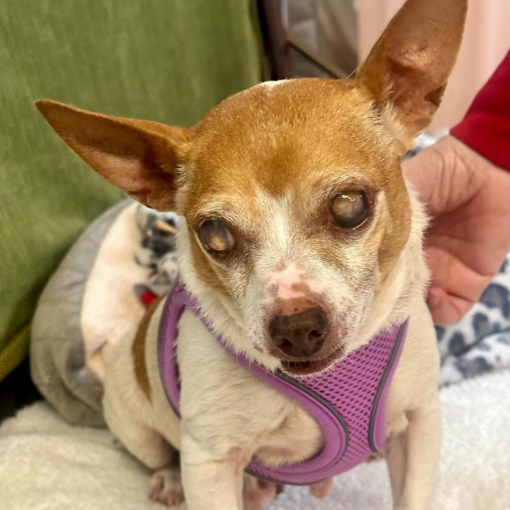 Pauline 13852, Adoptable, Senior Female Jack Russell Terrier & Chihuahua.