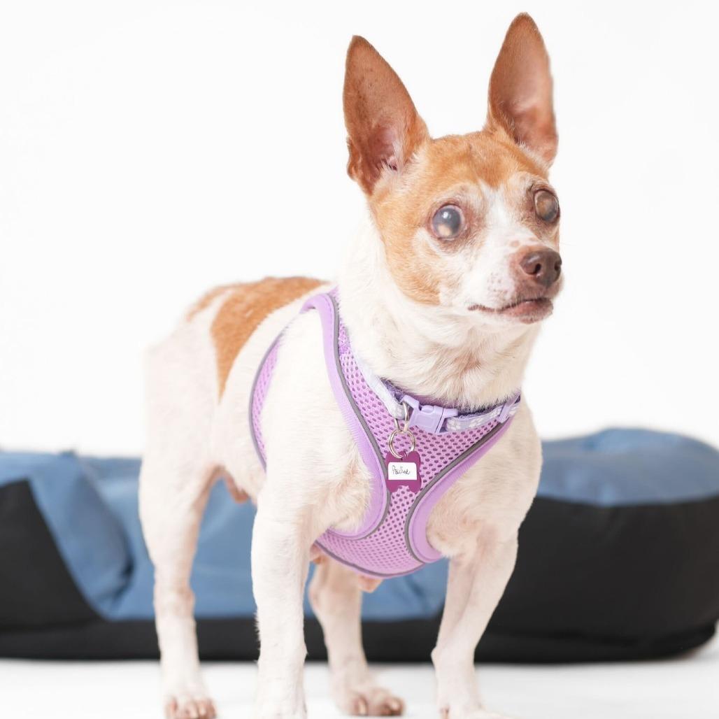 Enlarge Pauline 13852, a Adoptable mixed breed in San Francisco, CA image 2/6