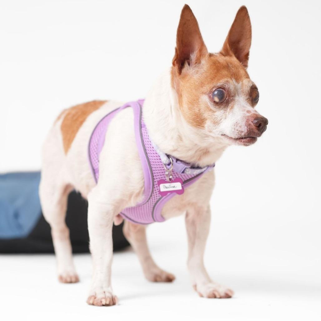 Enlarge Pauline 13852, a Adoptable mixed breed in San Francisco, CA image 3/6