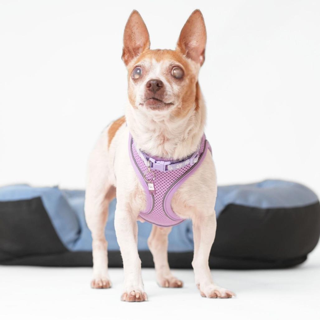 Enlarge Pauline 13852, a Adoptable mixed breed in San Francisco, CA image 4/6