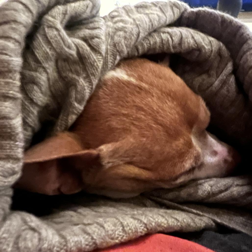 Enlarge Pauline 13852, a Adoptable mixed breed in San Francisco, CA image 6/6