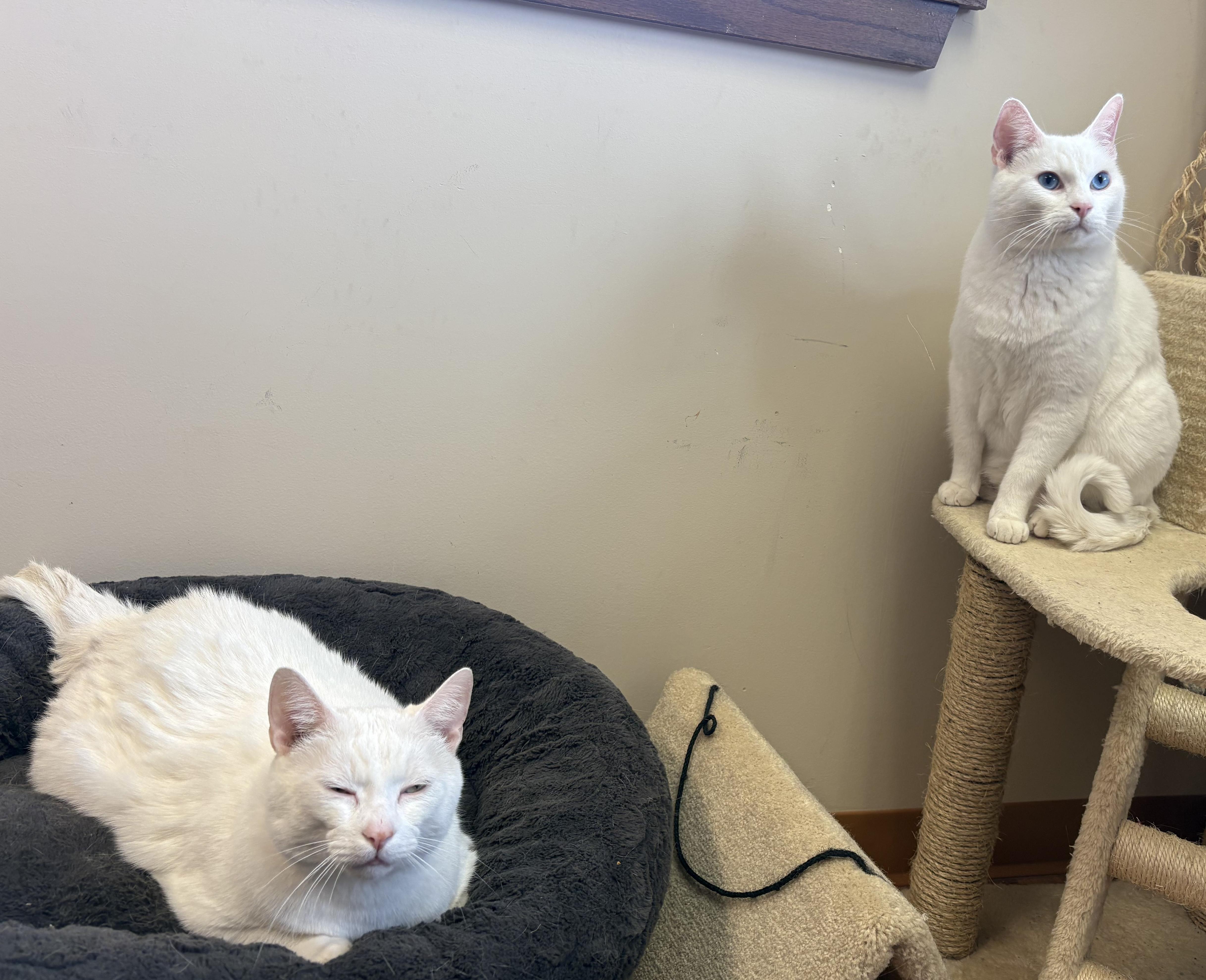 Enlarge Snow and Blue, a ADOPTABLE Domestic Medium Hair in Schaumburg, IL image 2/4