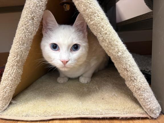 Enlarge Snow and Blue, a ADOPTABLE Domestic Medium Hair in Schaumburg, IL image 4/4