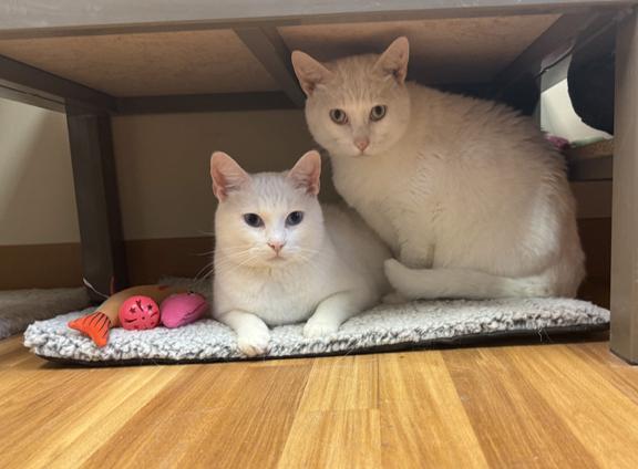 Enlarge Snow and Blue, a ADOPTABLE Domestic Medium Hair in Schaumburg, IL image 1/4
