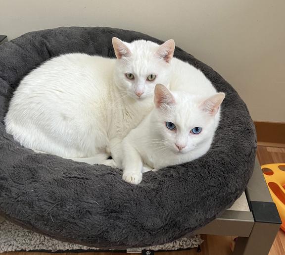 Enlarge Snow and Blue, a ADOPTABLE Domestic Medium Hair in Schaumburg, IL image 3/4