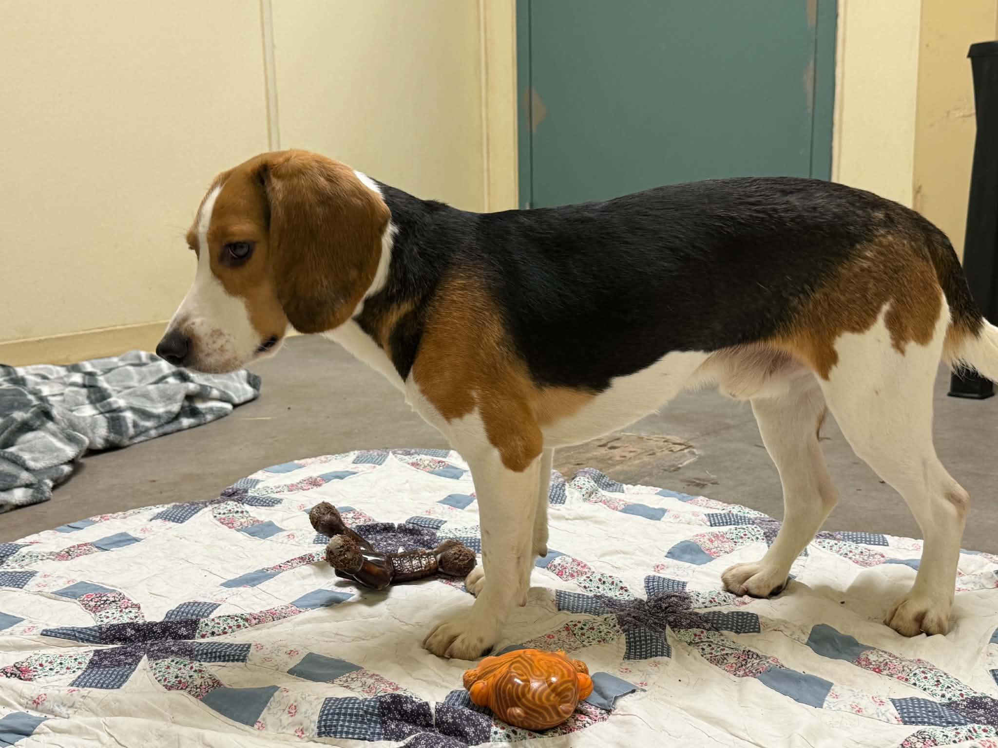 Jesse, an adopted Beagle in Houghton, MI image 2/2