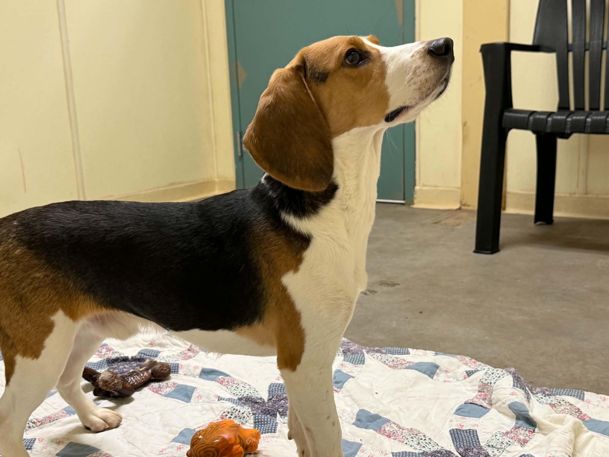 Jesse, an adopted Beagle in Houghton, MI image 1/2